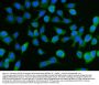 Anti-DCP1A Antibody Picoband®