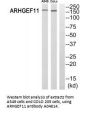 Anti-ARHGEF11/Pdz Rhogef Antibody