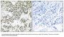 Anti-THOC5/Fmip Antibody