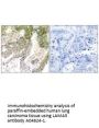 Anti-LAMA5/Laminin Alpha 5 Antibody