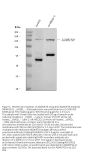 Anti-ADAMTS9 Antibody Picoband®