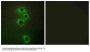 Anti-MARK4 Antibody