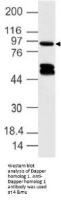 Anti-Dapper homolog 1 DACT1 Antibody