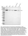 Anti-HELLS Antibody Picoband®