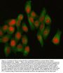 Anti-HELLS Antibody Picoband®