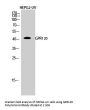 Anti-GPR120 FFAR4 Antibody