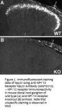 Anti-NPY Y2 Receptor Npy2r Antibody