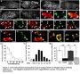 Anti-NPY Y2 Receptor Npy2r Antibody