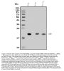 Anti-SCG10/STMN2 Antibody Picoband®