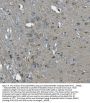 Anti-SCG10/STMN2 Antibody Picoband®