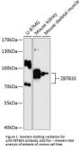 Anti-ZBTB33 Antibody