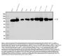 Anti-Glycine decarboxylase/GLDC Antibody Picoband®