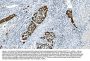 Anti-Glycine decarboxylase/GLDC Antibody Picoband®