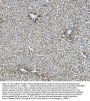 Anti-Glycine decarboxylase/GLDC Antibody Picoband®