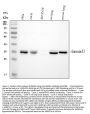 Anti-Annexin A3/ANXA3 Antibody PicobandÂ®