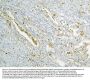 Anti-Annexin A3/ANXA3 Antibody PicobandÂ®