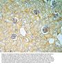 Anti-Annexin A3/ANXA3 Antibody PicobandÂ®