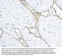 Anti-Annexin A3/ANXA3 Antibody PicobandÂ®
