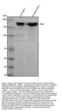 Anti-Tenascin-R/TNR Antibody Picoband®