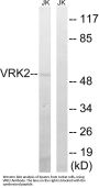 Anti-VRK2 Antibody