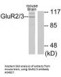 Anti-GluR2/3 GRM3 Antibody