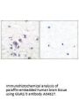 Anti-GluR2/3 GRM3 Antibody