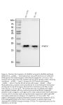 Anti-HMGN2 Antibody Picoband®
