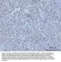 Anti-HMGN2 Antibody Picoband®
