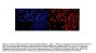 Anti-HMGN2 Antibody Picoband®