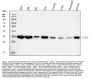 Anti-Annexin IV/ANXA4 Antibody Picoband®