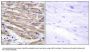 Anti-MAP3K4/Mekk4 Antibody