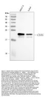 Anti-CD3 Gamma/CD3G Antibody Picoband®