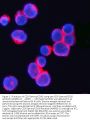 Anti-CD3 Gamma/CD3G Antibody Picoband®