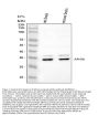 Anti-APH1A Antibody Picoband®