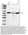 Anti-Smad9 Antibody Picoband®
