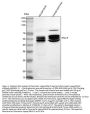 Anti-Pancreatic Lipase/PNLIP Antibody Picoband®