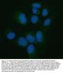Anti-Pancreatic Lipase/PNLIP Antibody Picoband®
