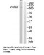 Anti-CNTN2/Tag1 Antibody