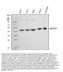 Anti-ARFGAP1 Antibody Picoband®