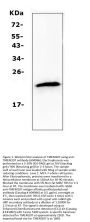 Anti-TMEM107 Antibody Picoband®