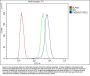 Anti-TMEM107 Antibody Picoband®