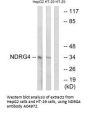 Anti-Protein NDRG4 NDRG4 Antibody