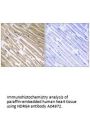 Anti-Protein NDRG4 NDRG4 Antibody