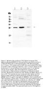 Anti-Flt3 ligand/Flt3lg Antibody Picoband®