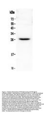 Anti-Flt3 ligand/Flt3lg Antibody Picoband®