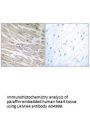 Anti-LAMA4/Laminin Alpha 4 Antibody
