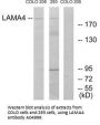 Anti-LAMA4/Laminin Alpha 4 Antibody