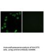 Anti-LAMA4/Laminin Alpha 4 Antibody