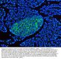 Anti-Synaptophysin/SYP PicobandÂ® Antibody
