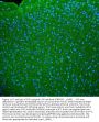 Anti-Synaptophysin/SYP PicobandÂ® Antibody